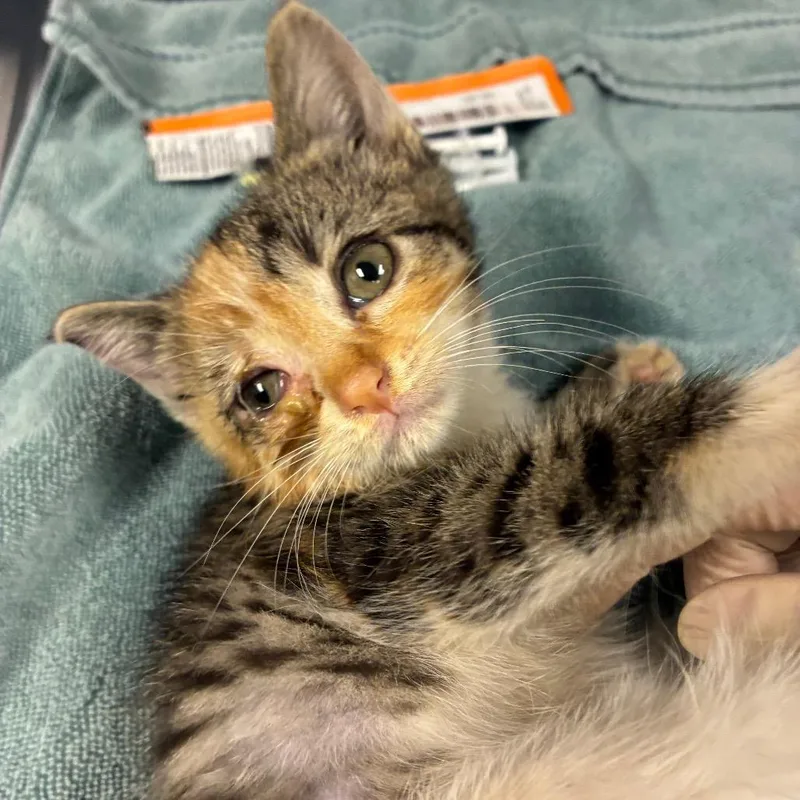 A baby small-sized female Calico Domestic Short Hair cat named Sally for adoption in Newark, NJ