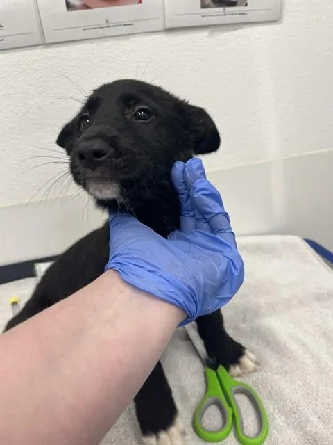 A baby medium-sized female Border Collie dog named Cher for adoption in Mesa, AZ