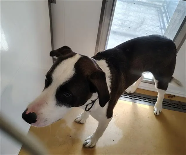 A young large-sized male Pit Bull Terrier dog named Bram for adoption in Casper, WY