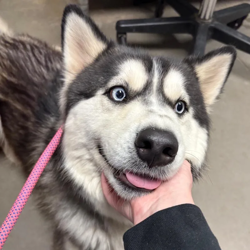 An adult small-sized female Black Husky dog named Gadget for adoption in Yuma, AZ