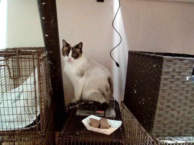 Tiya