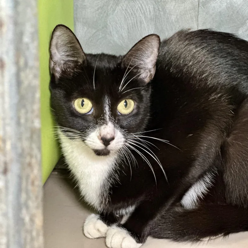 A young small-sized female Black Domestic Short Hair cat named Antenna for adoption in Austin, TX