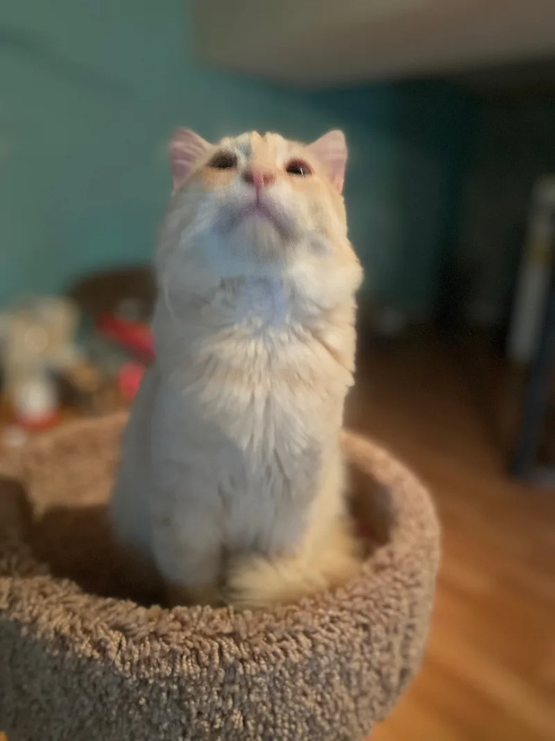 An adult medium-sized male Buff / Tan / Fawn Domestic Medium Hair cat named Angel for adoption in Eagleville, TN