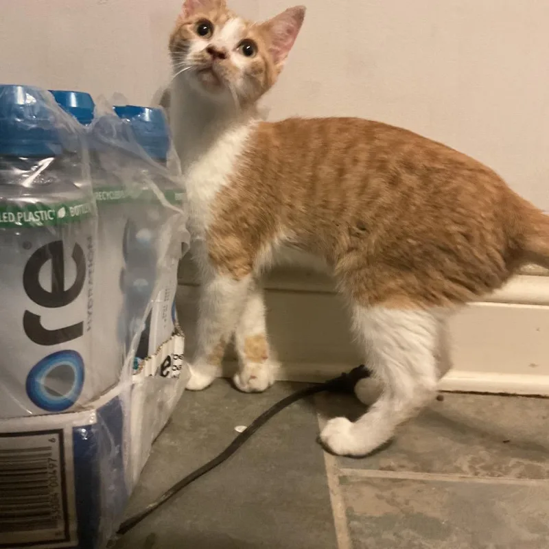 A baby small-sized male Orange / Red Domestic Short Hair cat named Beau for adoption in Gonzales, LA