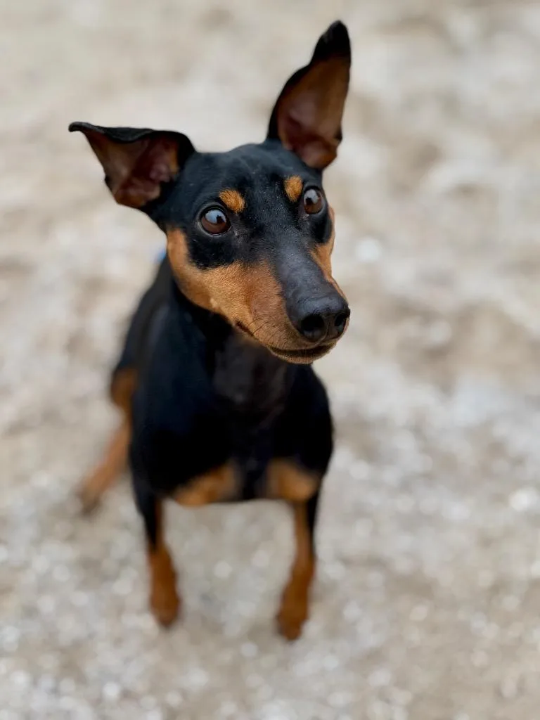 A young medium-sized male Miniature Pinscher dog named Chunky Monkey for adoption in Muskegon, MI