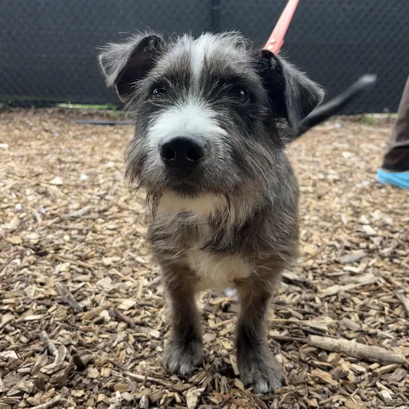 A baby small-sized male Black Terrier dog named Rafe for adoption in Briarcliff Manor, NY