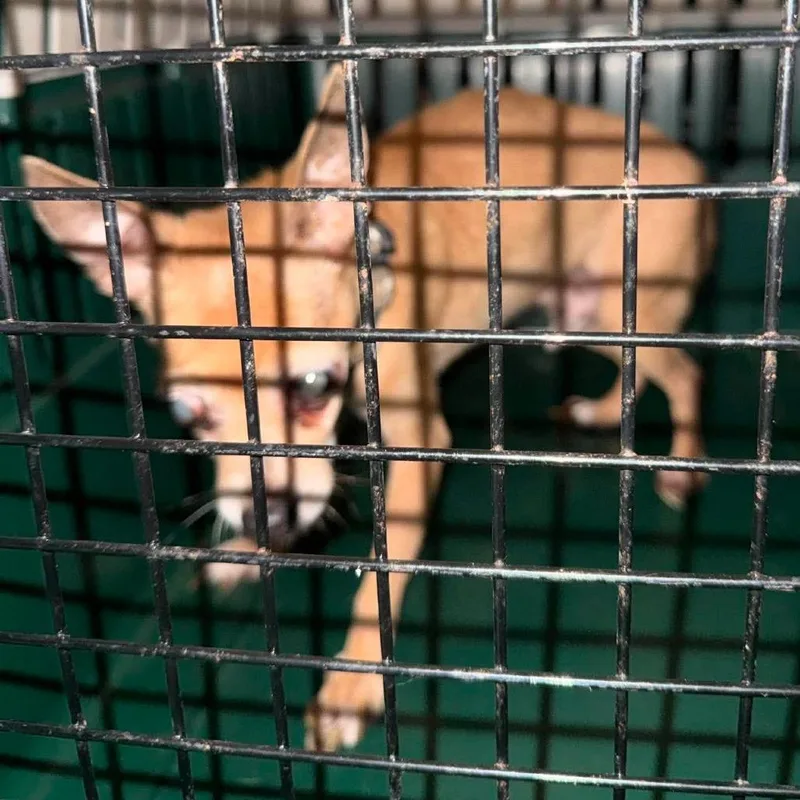 A senior small-sized male Yellow / Tan / Blond / Fawn Mixed Breed dog named Rocky for adoption in Huntington, WV