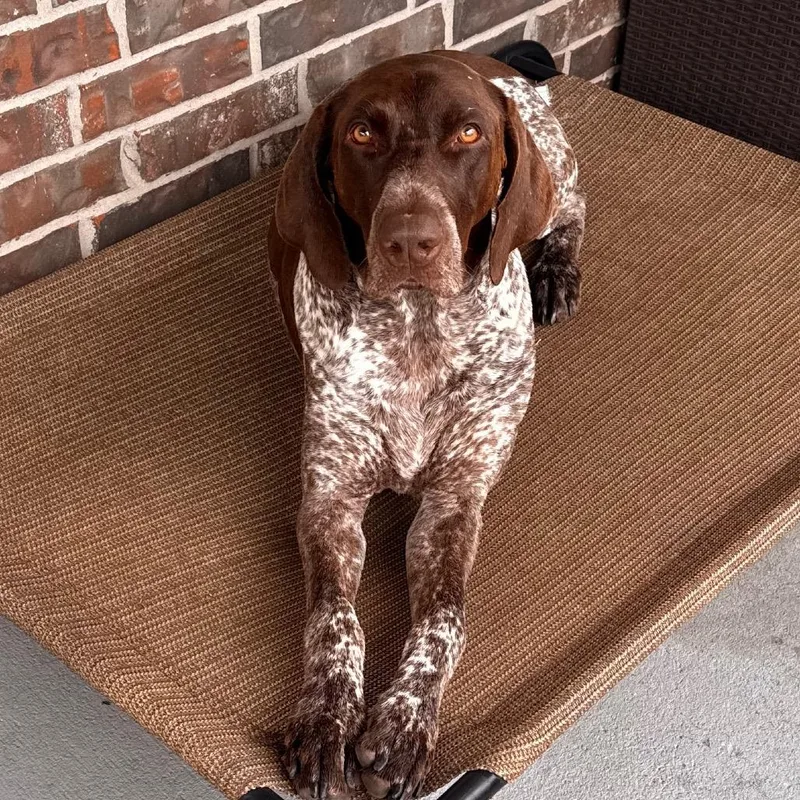 An adult large-sized male Brown / Chocolate German Shorthaired Pointer dog named Dake for adoption in League City, TX