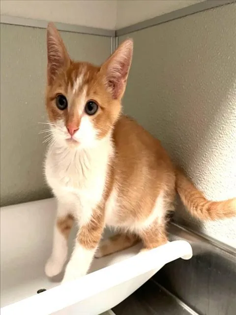 A baby small-sized male Domestic Short Hair cat named Bravo for adoption in Tracy, CA