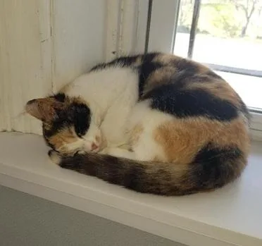 A young medium-sized female Calico Domestic Short Hair cat named April for adoption in Greensburg, PA