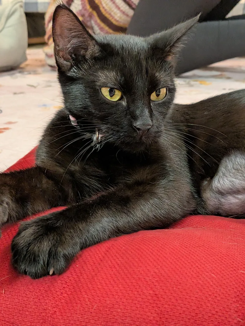 A young small-sized female Black American Shorthair cat named Pomme for adoption in Montclair, NJ