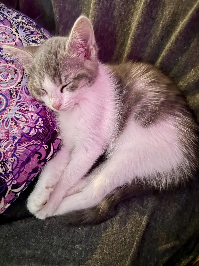 A young medium-sized female Gray & White Domestic Short Hair cat named Ozone for adoption in Lemont, IL