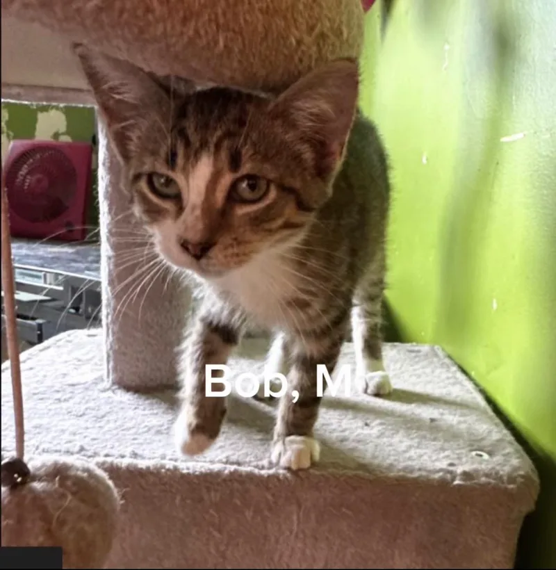A baby small-sized male Tabby (Buff / Tan / Fawn) Domestic Short Hair cat named Bob for adoption in Shrewsbury, MA