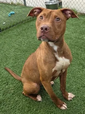 A young small-sized male Mixed Breed dog named Stitch for adoption in Columbia, SC