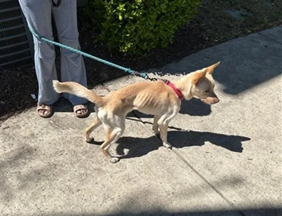 An adult small-sized male Carolina Dog dog named Seth for adoption in Charlotte, NC