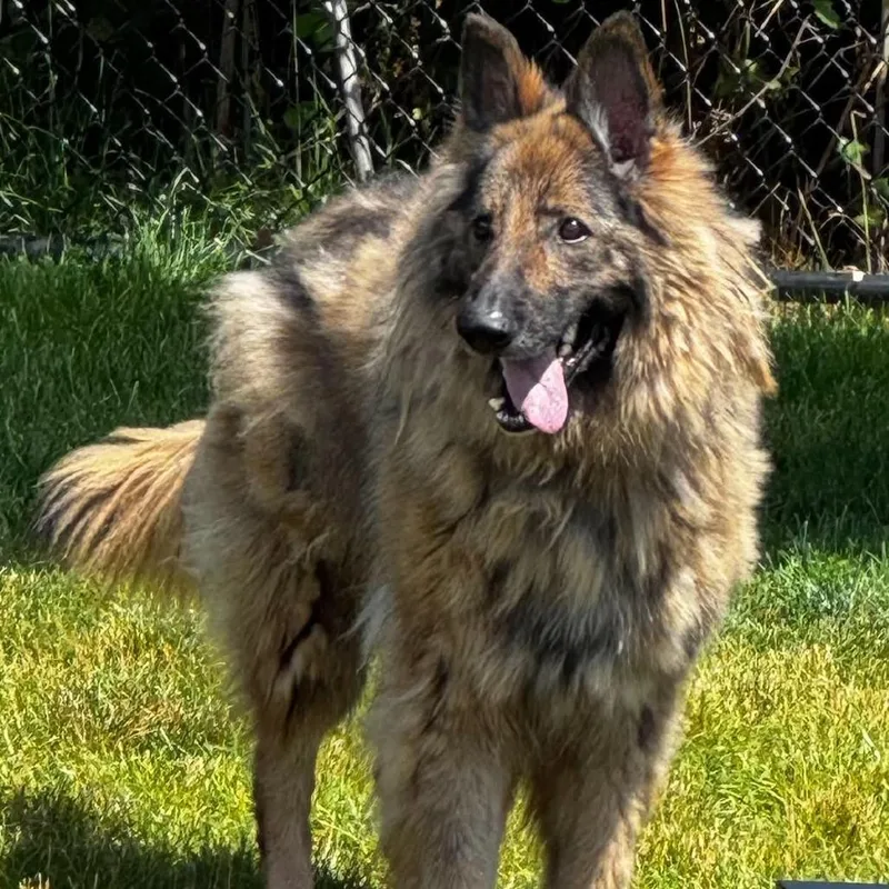 Frieda