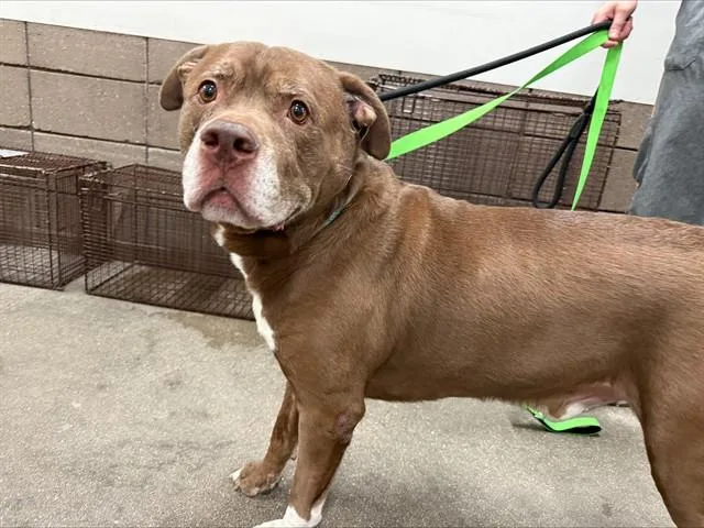 A senior large-sized male Pit Bull Terrier dog named Brother Bear for adoption in Tucson, AZ