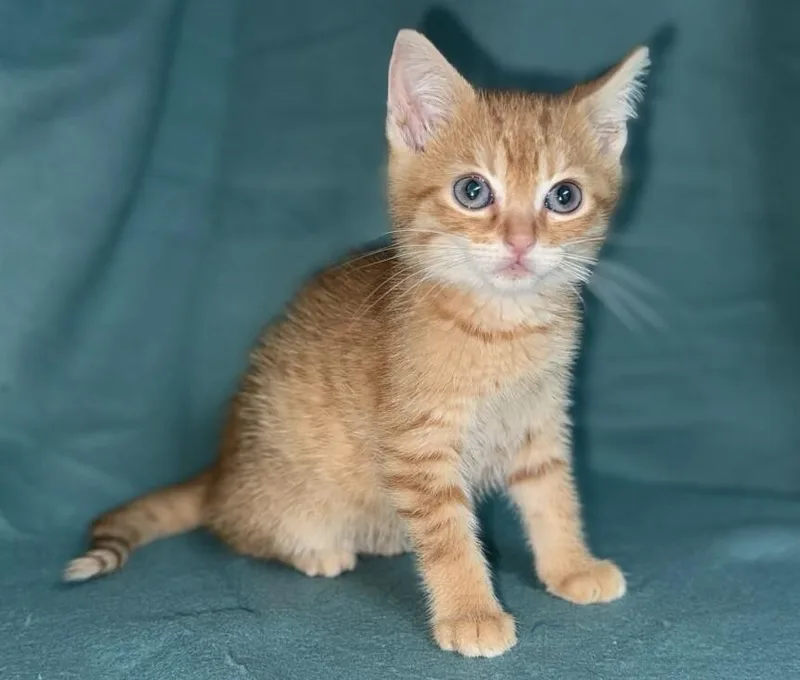 A young medium-sized male Orange / Red Domestic Short Hair cat named Teeny for adoption in North Babylon, NY