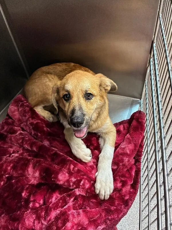 A young large-sized male Yellow / Tan / Blond / Fawn German Shepherd Dog dog named Hammy for adoption in Disputanta, VA