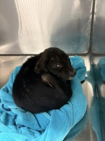 A baby small-sized female Mixed Breed dog named Edna for adoption in Mobile, AL