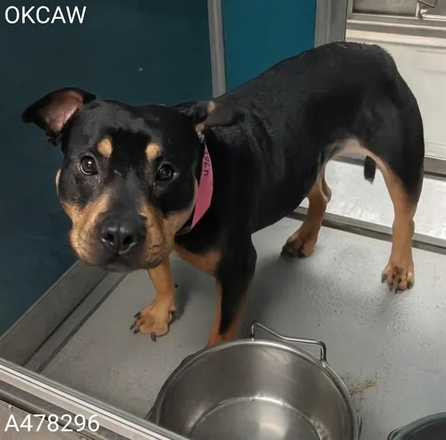 A young small-sized female Rottweiler dog named A for adoption in Oklahoma City, OK