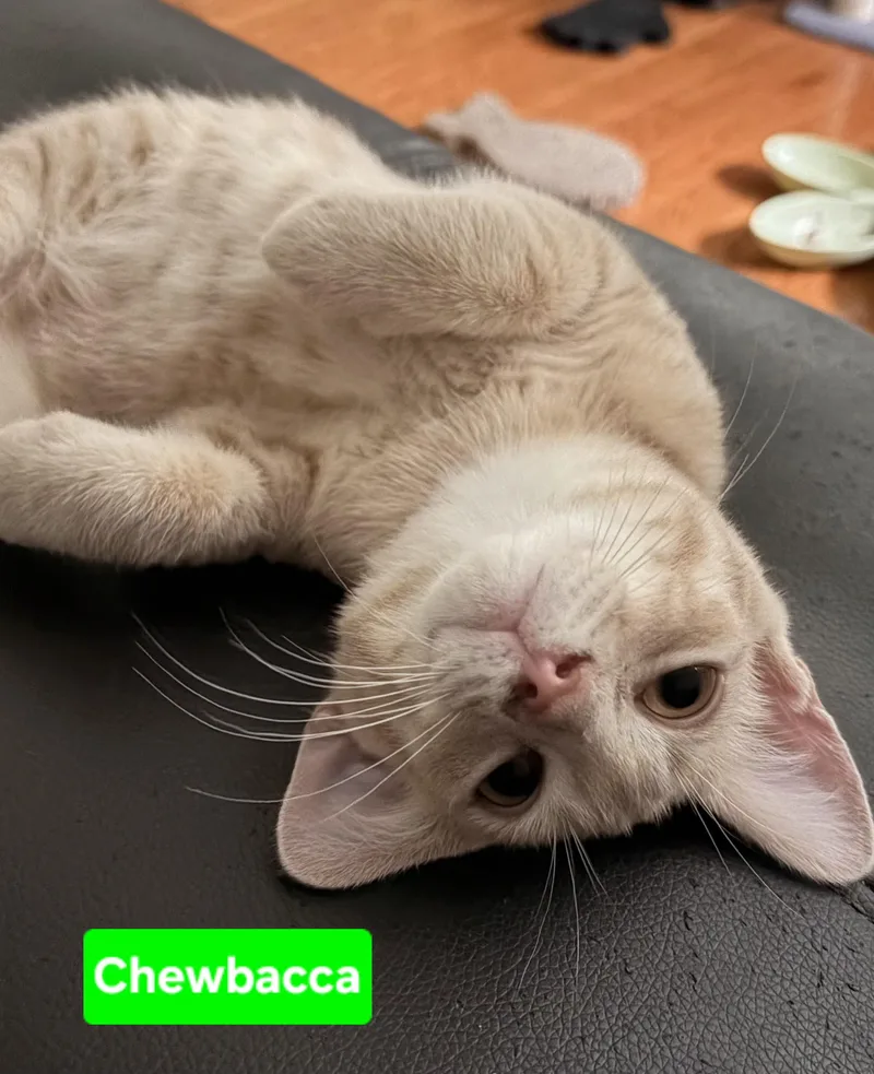 A baby small-sized male Orange / Red Domestic Short Hair cat named Chewbacca for adoption in Brighton, MI