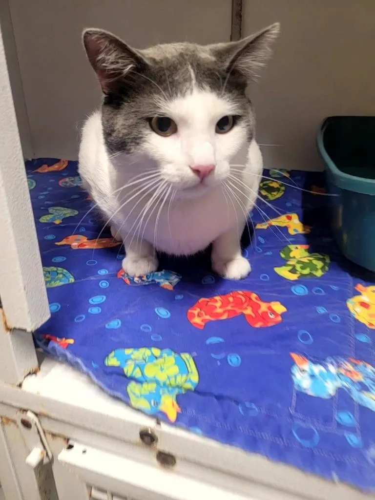 A young large-sized male Domestic Short Hair cat named D'Artagnan for adoption in Huntsville, TX
