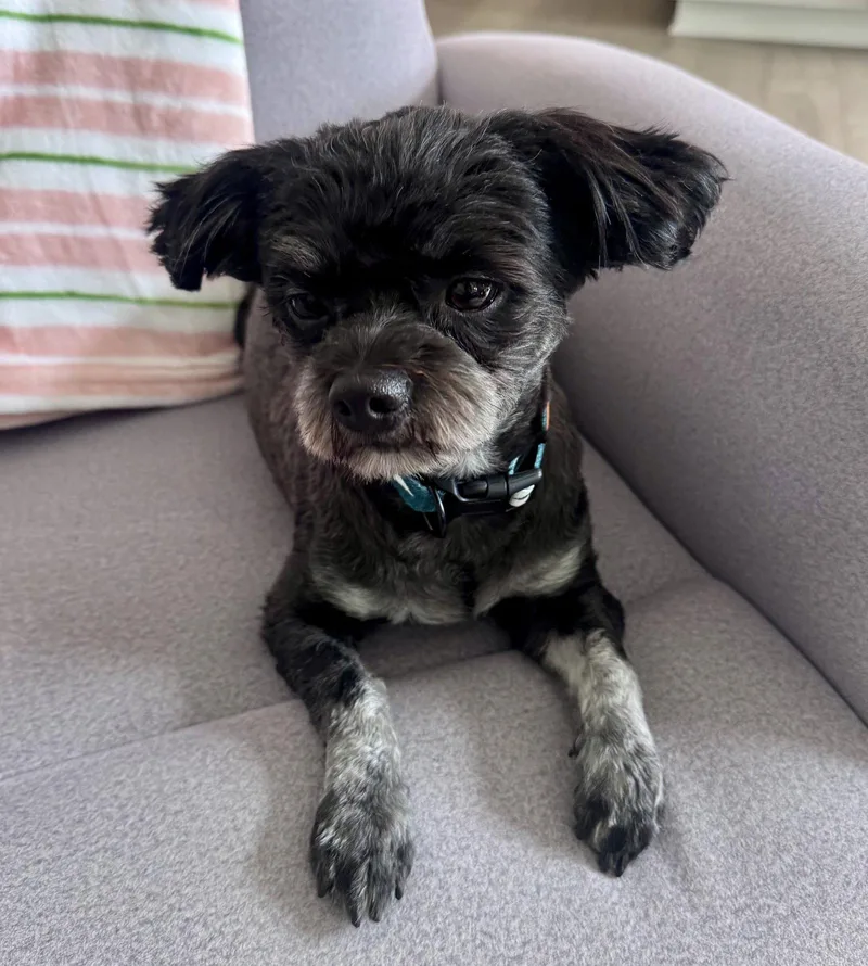 An adult small-sized female Shih Tzu dog named Luna for adoption in Seattle, WA