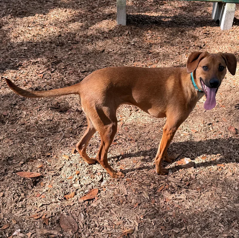 A young medium-sized male Brown / Chocolate Mixed Breed dog named Buddy Holly for adoption in St. Augustine, FL