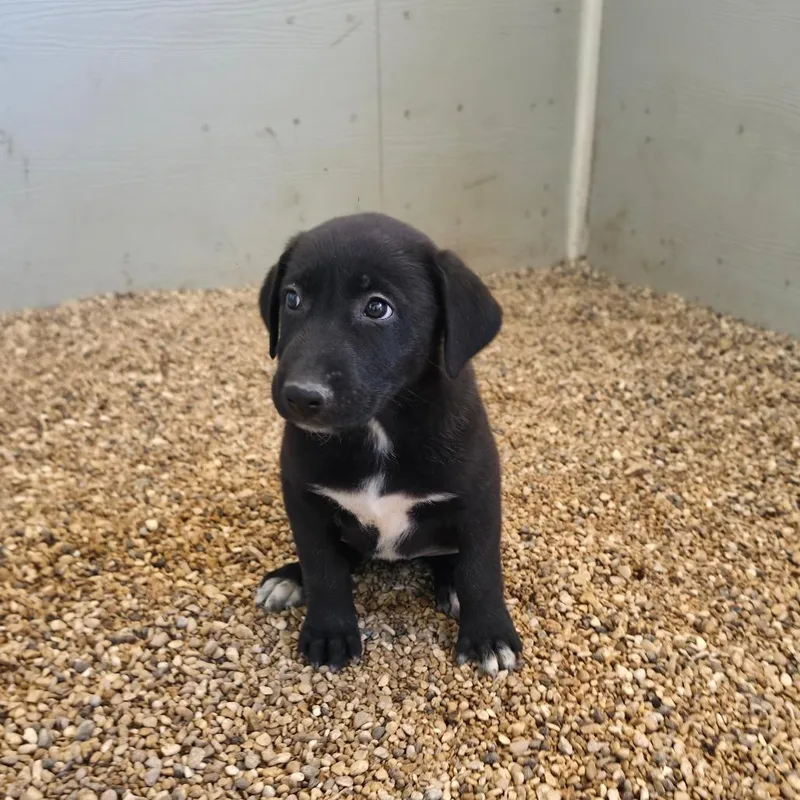 A baby medium-sized female Black German Shepherd Dog dog named Annie JuM for adoption in Austin, TX