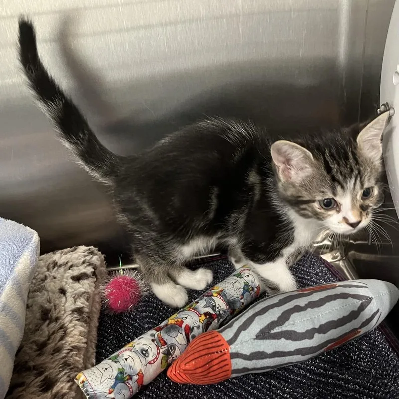 A baby small-sized male Gray / Blue / Silver Domestic Long Hair cat named Apple Jacks for adoption in Richmond Hill, GA