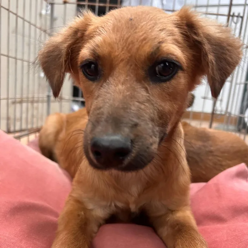 A baby small-sized female Brown / Chocolate Shepherd dog named Lola for adoption in Edinburg, TX