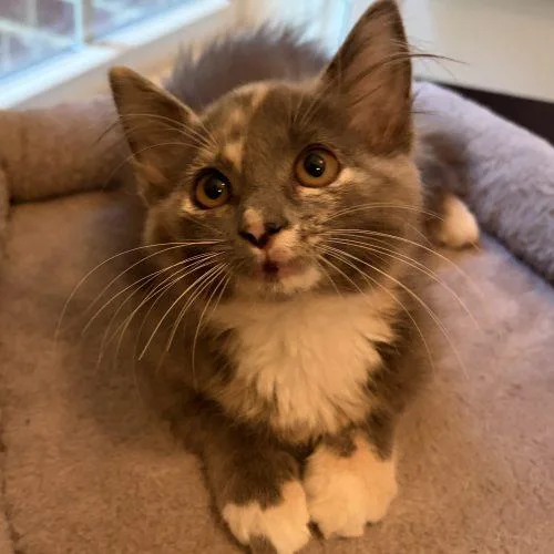 A baby small-sized female Dilute Tortoiseshell Domestic Medium Hair cat named Love for adoption in Knoxville, TN