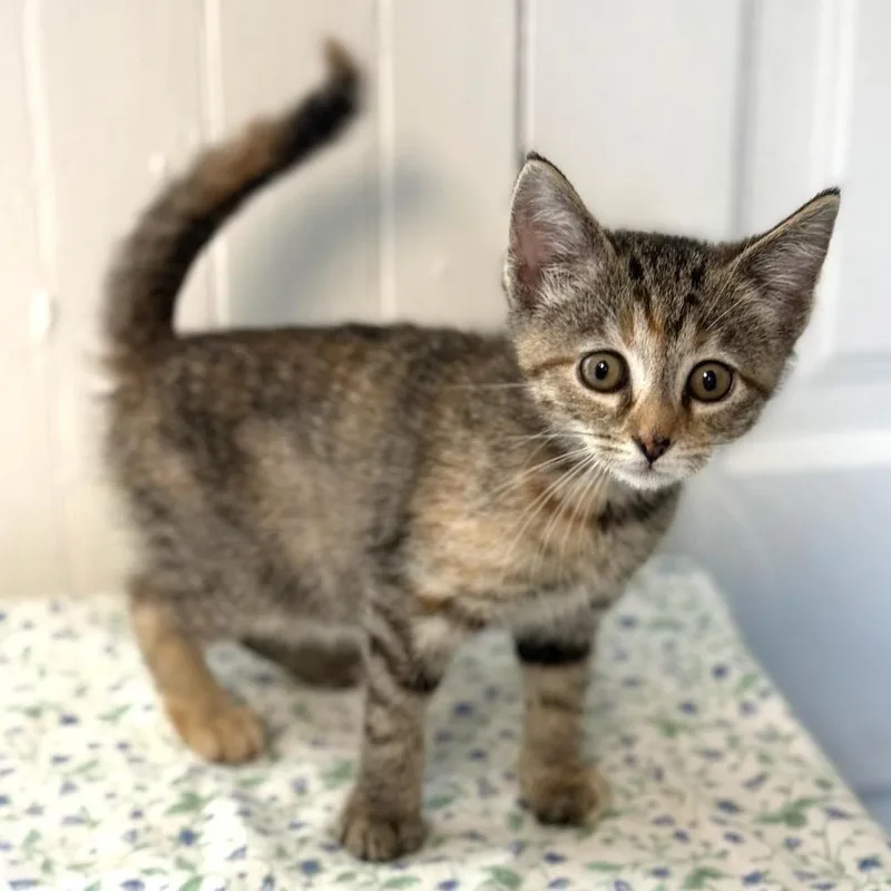 A baby medium-sized female Torbie Domestic Short Hair cat named Astrid for adoption in Greensburg, PA