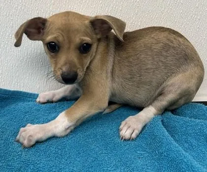 A young small-sized female Chihuahua dog named Sparkler for adoption in Phoenix, AZ