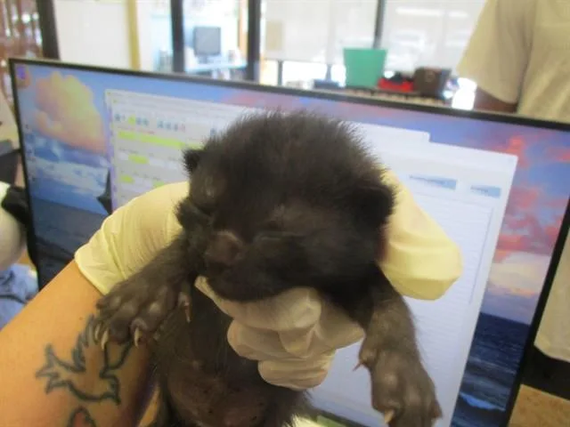 A baby small-sized female Domestic Short Hair cat named A for adoption in Ocala, FL