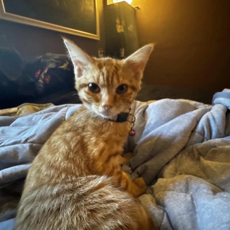 A baby small-sized female Tabby (Orange / Red) Domestic Short Hair cat named Lavender for adoption in Muncie, IN