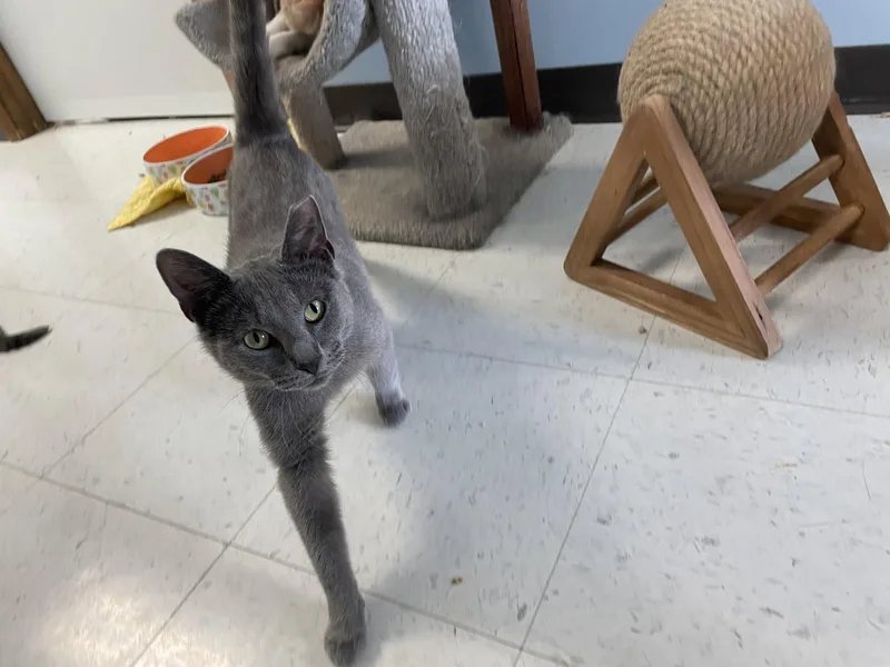 An adult medium-sized male Gray / Blue / Silver Domestic Short Hair cat named Almond for adoption in Champaign, IL