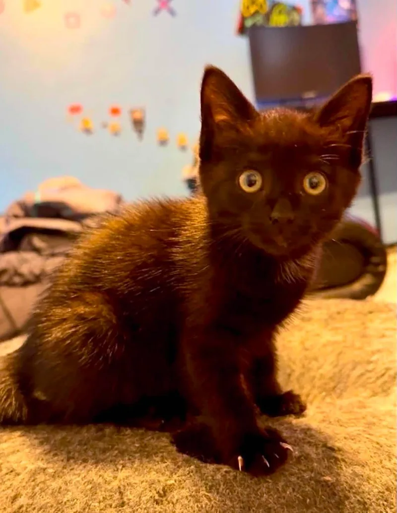 A baby medium-sized female Black & White / Tuxedo Domestic Medium Hair cat named Cinder for adoption in Fort Payne, AL