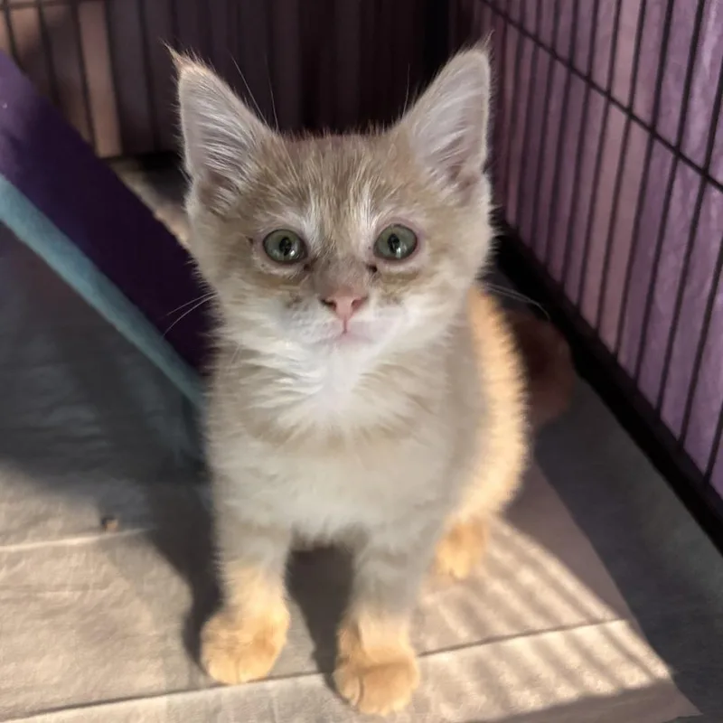 A baby small-sized male Buff / Tan / Fawn Domestic Short Hair cat named Frank for adoption in Monroe, MI
