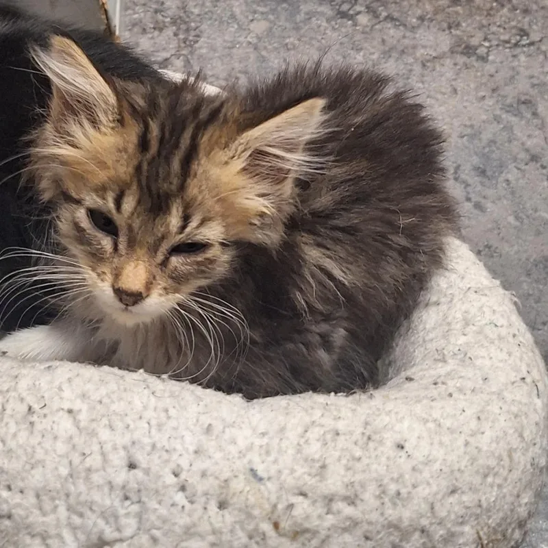 A baby small-sized male Domestic Medium Hair cat named Apple Jack for adoption in Grantsville, UT