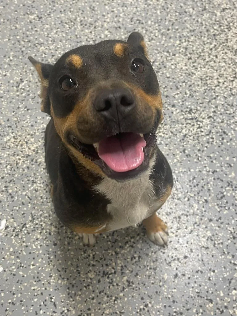An adult medium-sized female Pit Bull Terrier dog named Waffles for adoption in Seven Points, TX