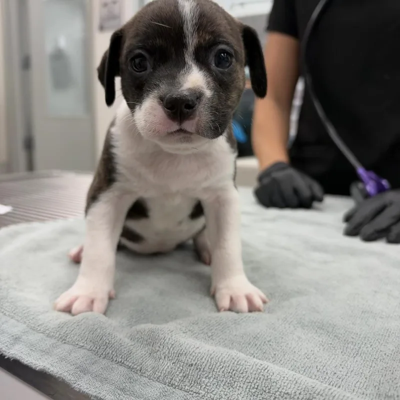 A baby small-sized female Brown / Chocolate Mixed Breed dog named Lisbon for adoption in Jupiter, FL