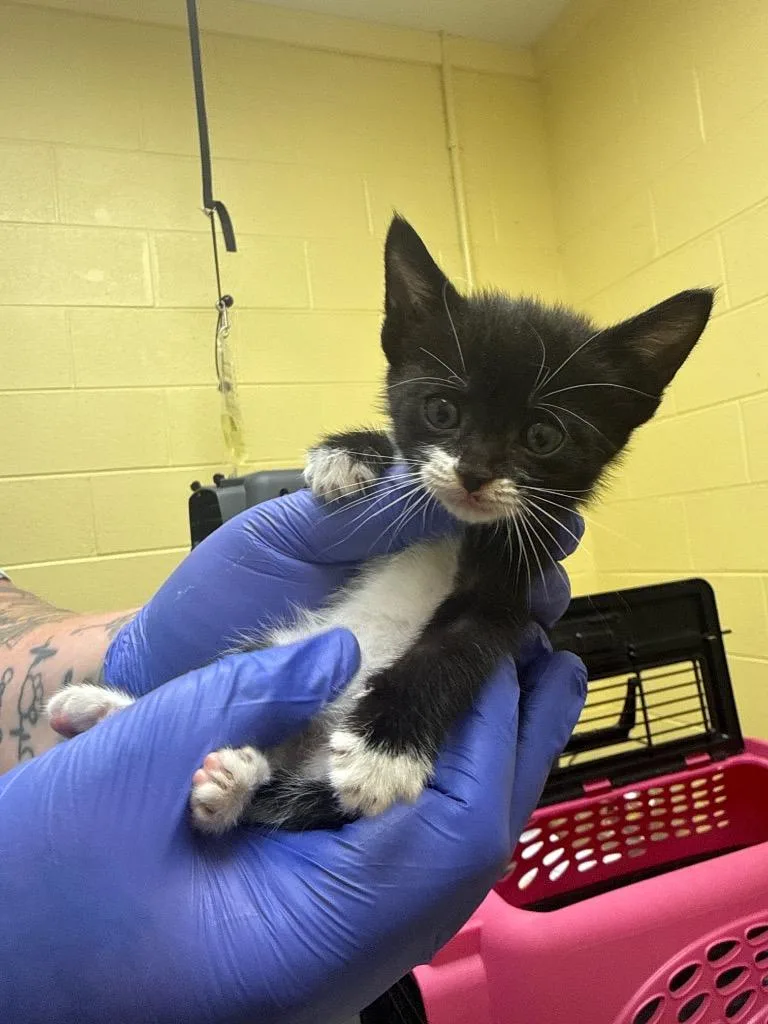 A baby small-sized female Domestic Short Hair cat named Le Meow for adoption in Crossville, TN