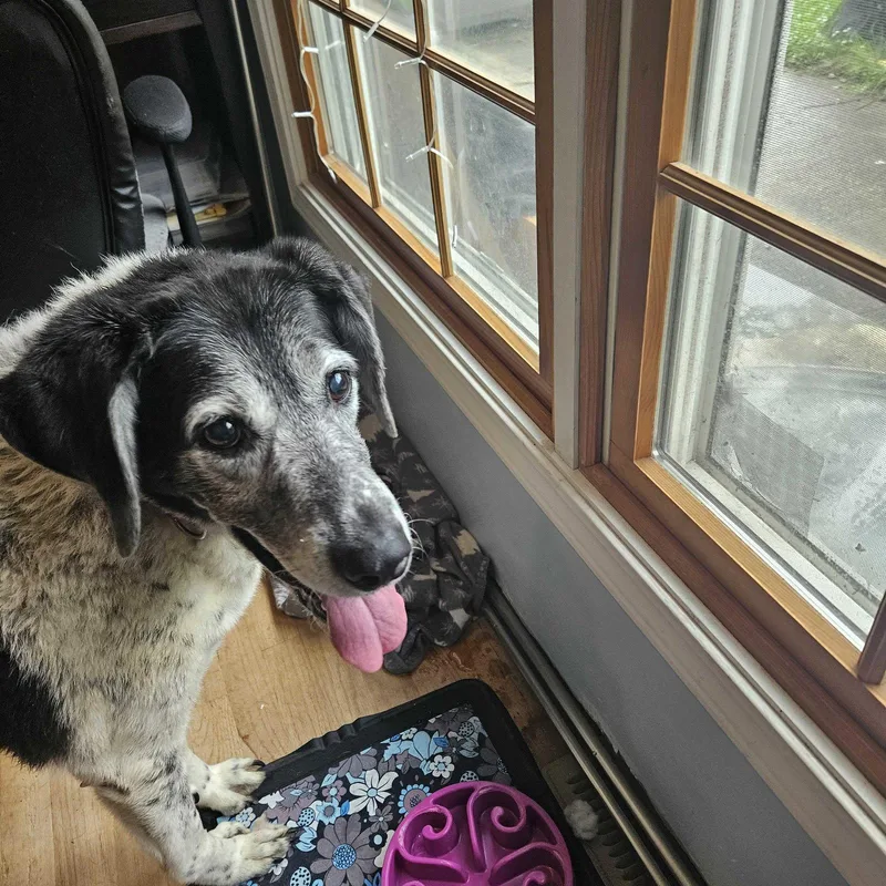 A senior medium-sized female German Shorthaired Pointer dog named Freya  Sponsorship Only for adoption in Omaha, NE