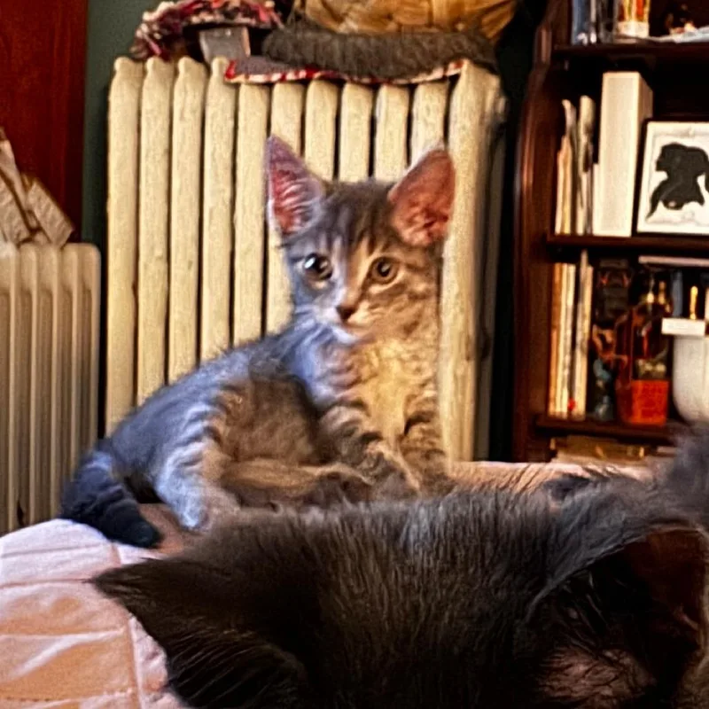 A baby small-sized female Gray / Blue / Silver Domestic Short Hair cat named Mrs. White for adoption in Evanston, IL