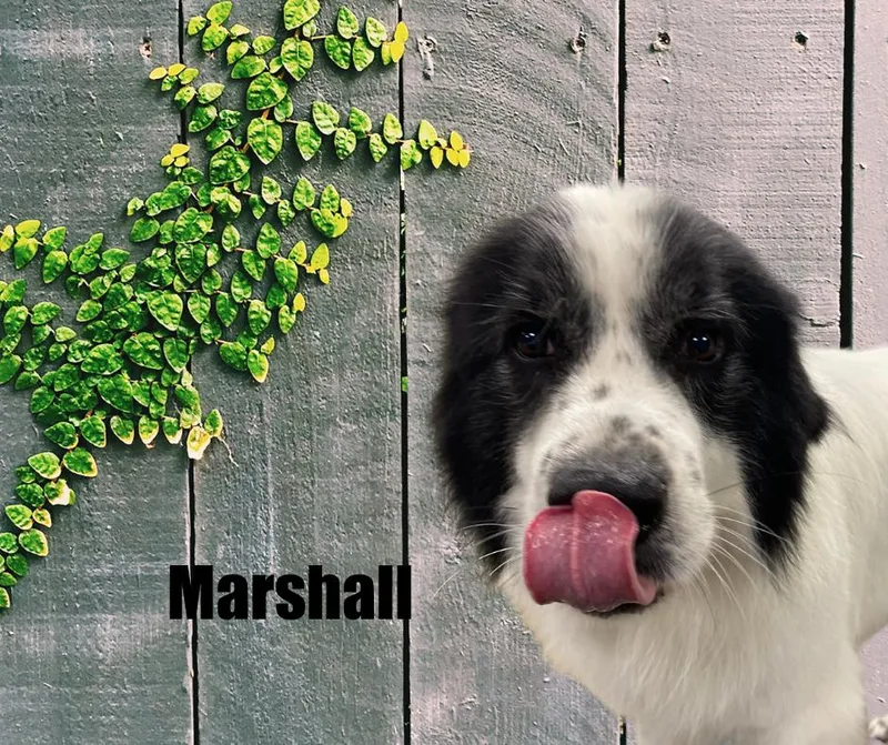 Marshall