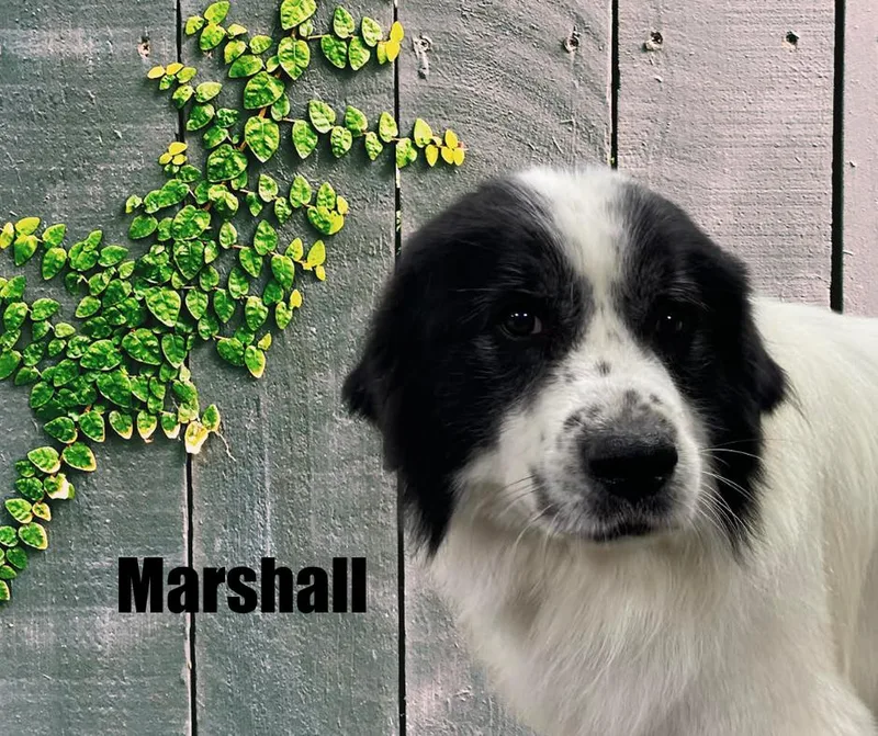 Marshall thumbnail 2