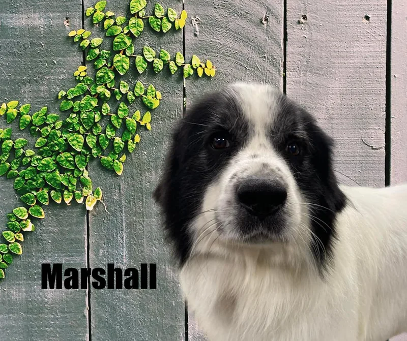 Marshall thumbnail 3
