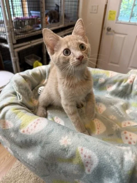 A baby medium-sized male Tabby (Buff / Tan / Fawn) Domestic Short Hair cat named Sully for adoption in Millerstown, PA